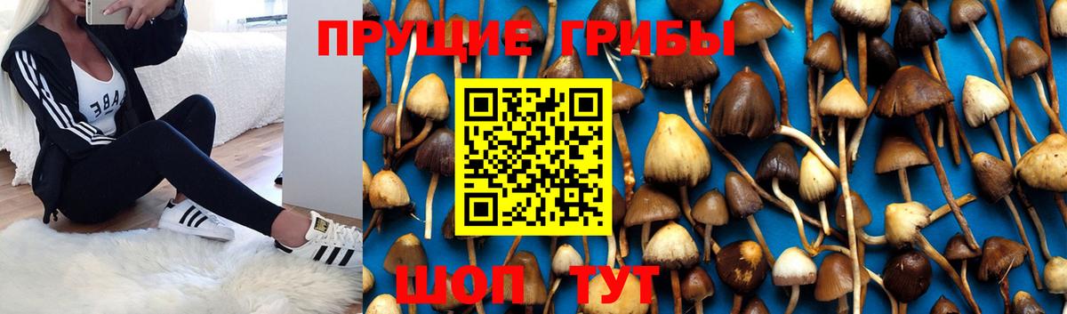 Псилоцибиновые грибы мицелий  Вход с VPN  купить закладку  Звенигород 